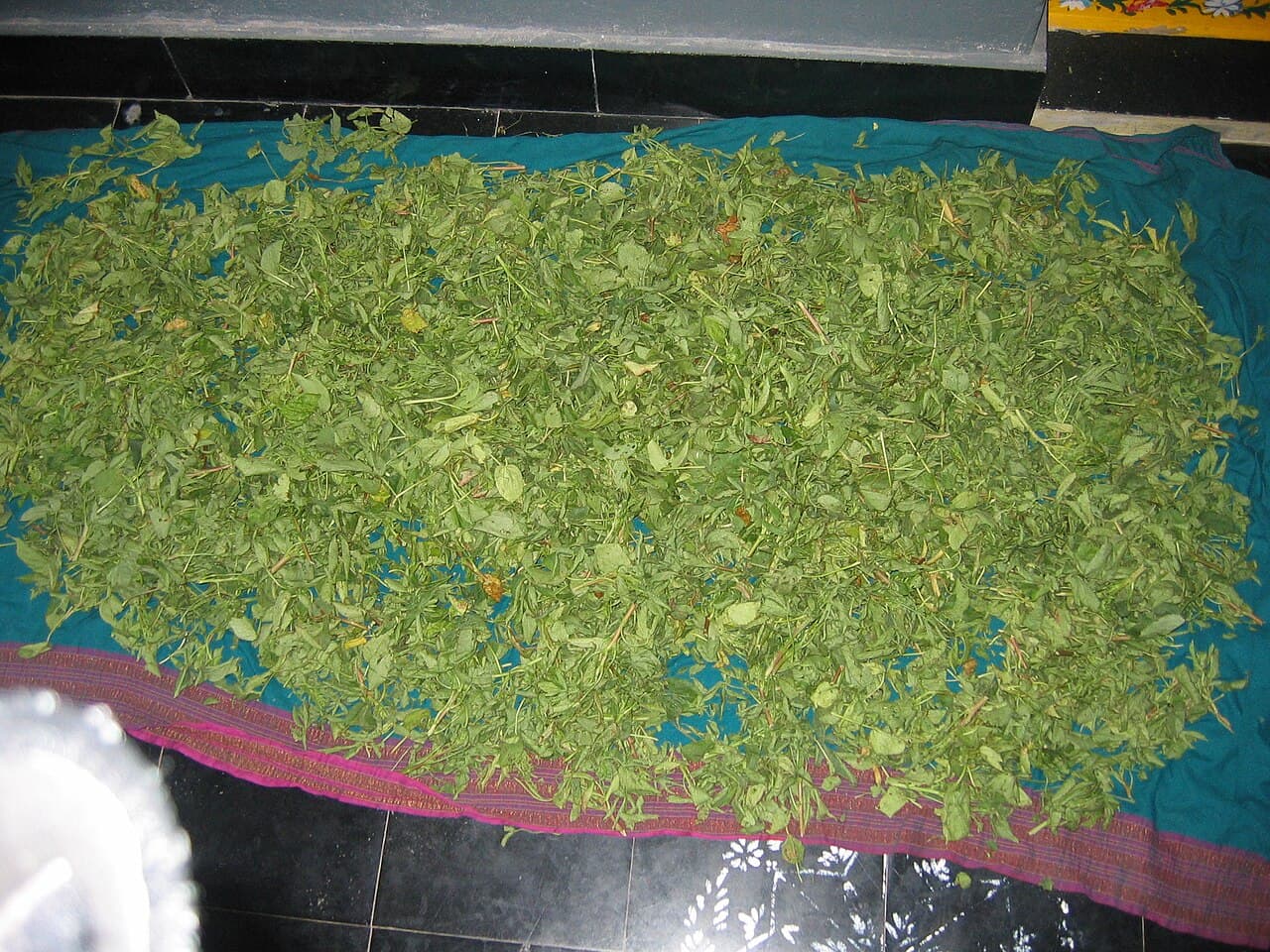 Gongura Pickle
